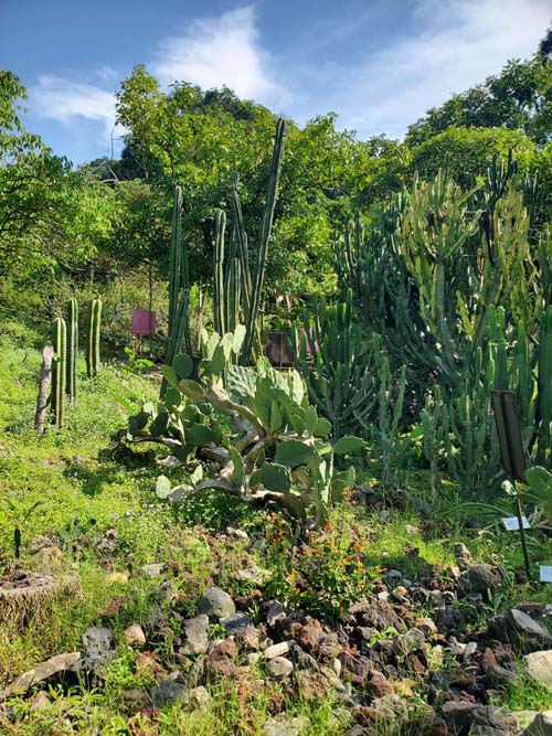 Cactus, Jardín Botánico La Laguna, San Salvador, El Salvador, August 16, 2024