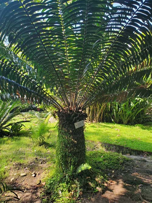 Cycad/Encephalartos Altensteinii, Jardín Botánico La Laguna, San Salvador, El Salvador, August 16, 2024