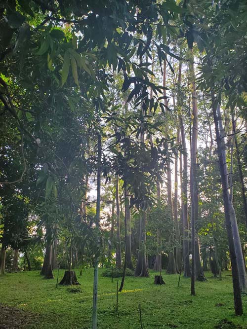 Parque Maquilishuat, San Salvador, El Salvador, August 16, 2024