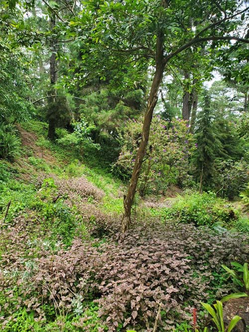 Parque Nacional El Boquerón, San Salvador Volcano, El Salvador, August 8, 2024