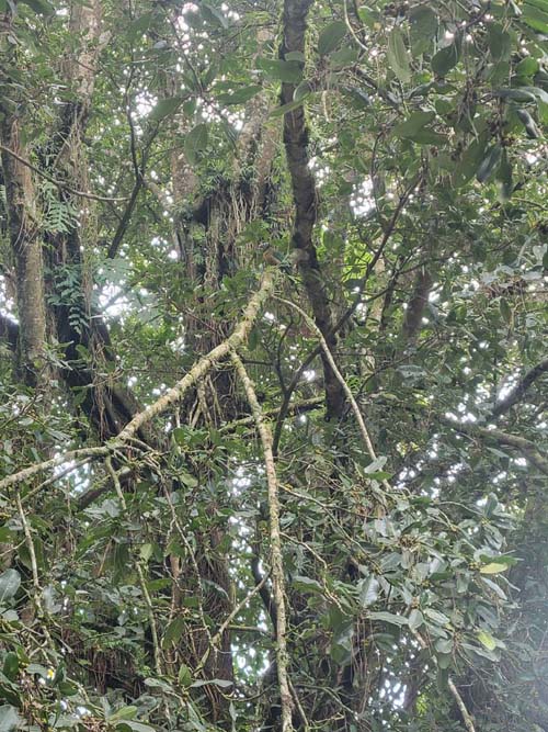 Motmot Bird, Parque Nacional El Boquerón, San Salvador Volcano, El Salvador, August 8, 2024