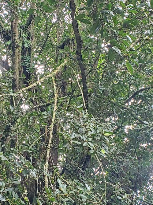 Motmot Bird, Parque Nacional El Boquerón, San Salvador Volcano, El Salvador, August 8, 2024