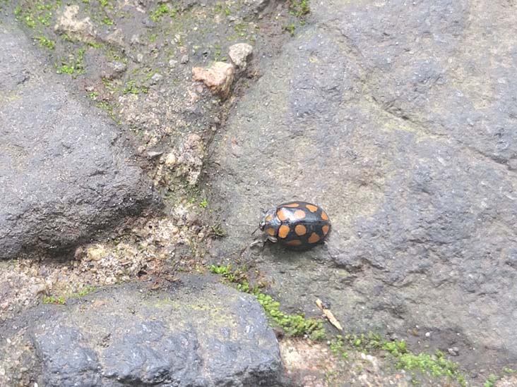 Parque Nacional El Boquerón, San Salvador Volcano, El Salvador, August 8, 2024