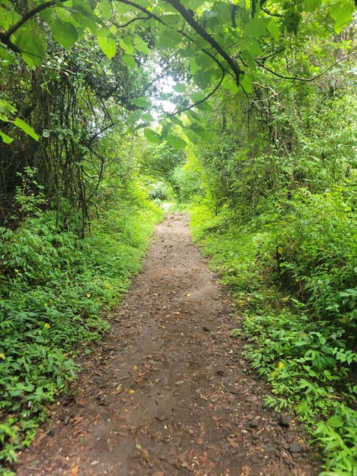 Trail, Volcán de Santa Ana/Santa Ana Volcano, El Salvador, August 9, 2024