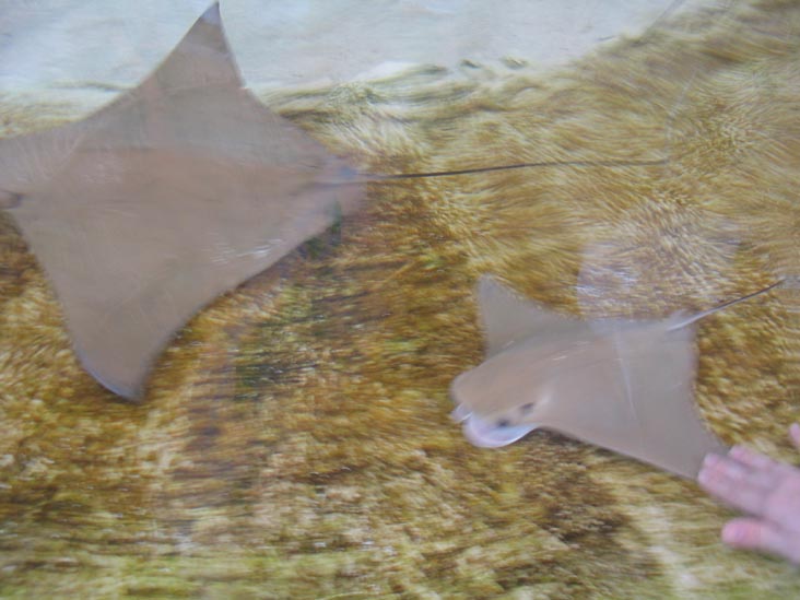 Stingrays, Mote Marine Laboratory, Sarasota, Florida, November 13, 2004