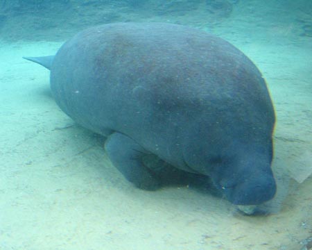 Manatee, Mote Marine Laboratory, Sarasota, Florida, November 13, 2004