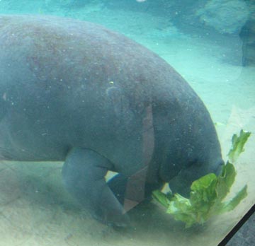 Manatee, Mote Marine Laboratory, Sarasota, Florida, November 13, 2004