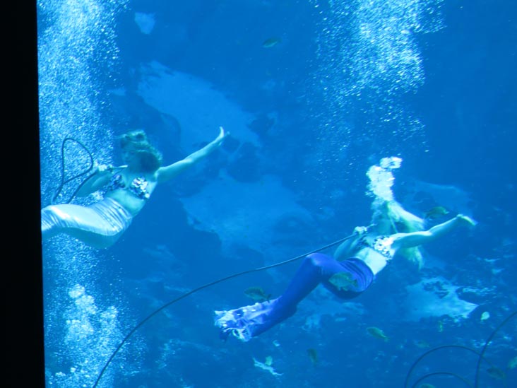 Fish Tails Mermaid Show, Weeki Wachee Springs State Park, Weeki Wachee, Florida, November 5, 2013