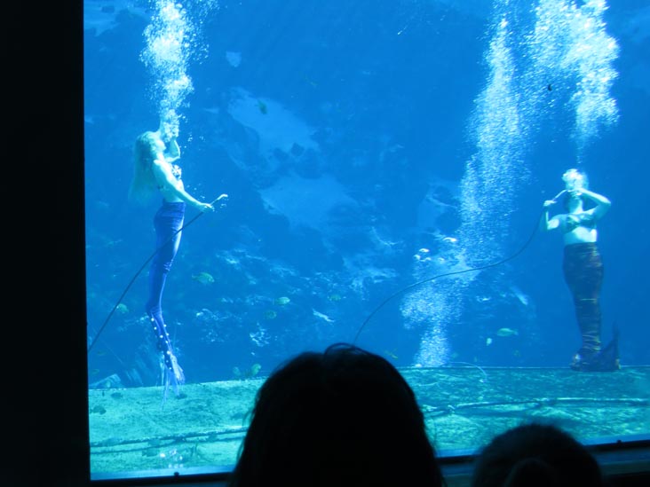 Fish Tails Mermaid Show, Weeki Wachee Springs State Park, Weeki Wachee, Florida, November 5, 2013