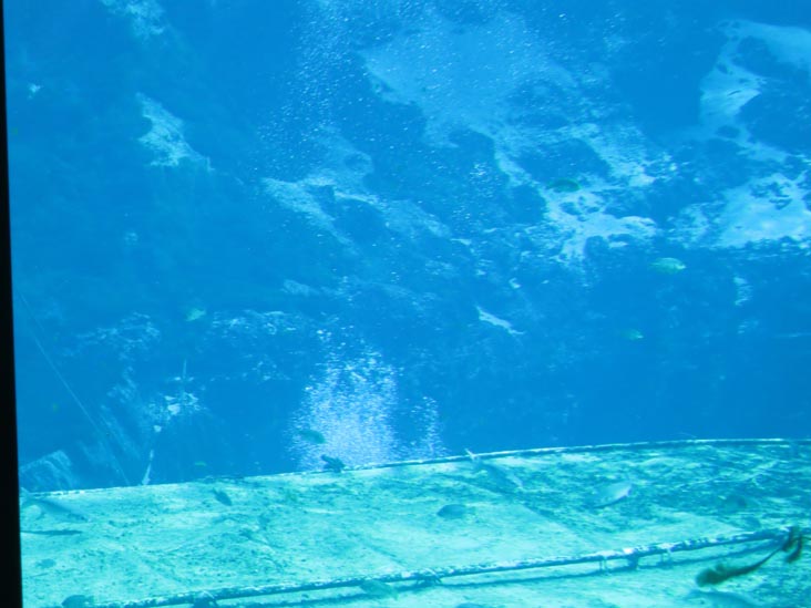 Fish Tails Mermaid Show, Weeki Wachee Springs State Park, Weeki Wachee, Florida, November 5, 2013