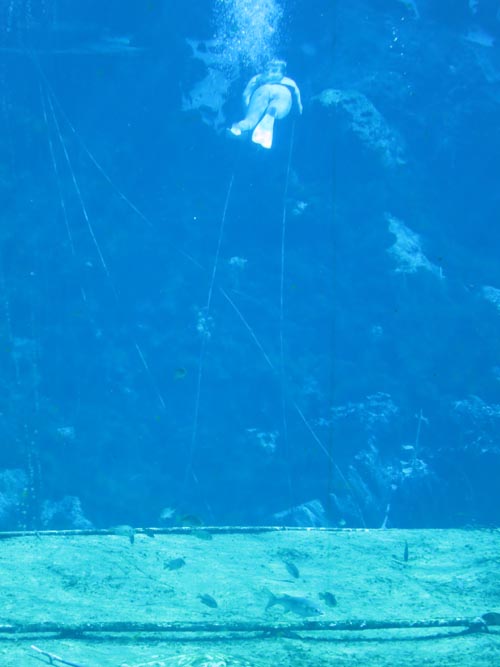 Fish Tails Mermaid Show, Weeki Wachee Springs State Park, Weeki Wachee, Florida, November 5, 2013