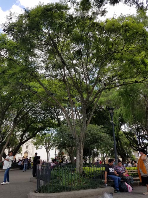 Parque Central/Plaza Mayor, Antigua, Guatemala, July 30, 2019