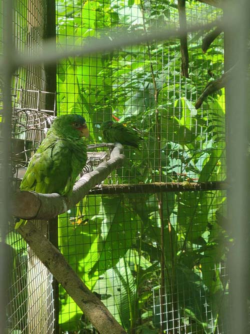 Macaw Mountain, Copán Ruinas, Honduras, August 12, 2024