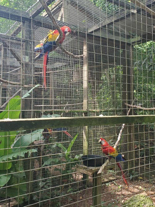 Macaw Mountain, Copán Ruinas, Honduras, August 12, 2024