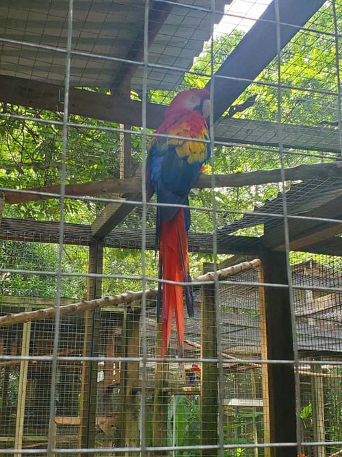 Macaw Mountain, Copán Ruinas, Honduras, August 12, 2024