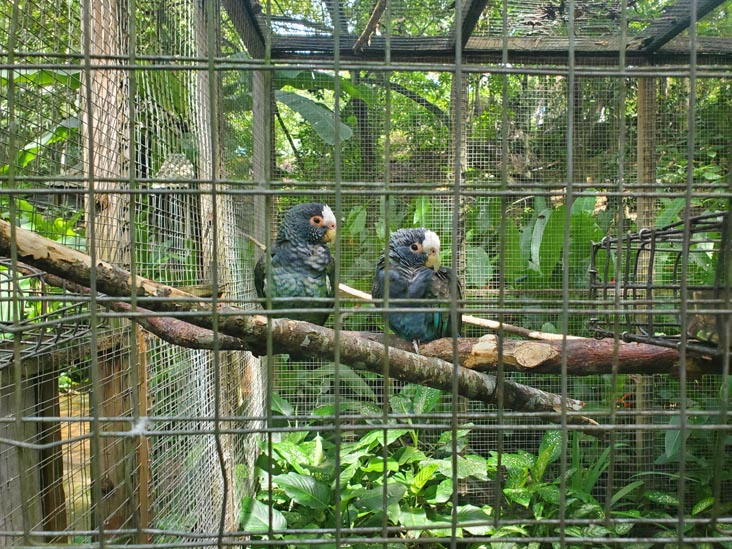 Macaw Mountain, Copán Ruinas, Honduras, August 12, 2024