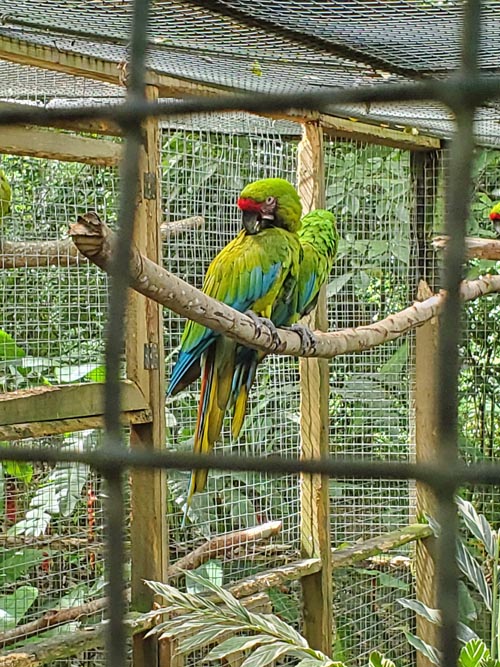 Macaw Mountain, Copán Ruinas, Honduras, August 12, 2024