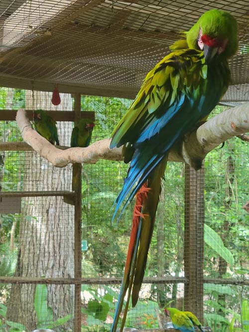 Macaw Mountain, Copán Ruinas, Honduras, August 12, 2024