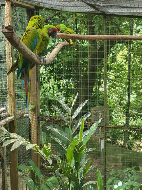 Macaw Mountain, Copán Ruinas, Honduras, August 12, 2024