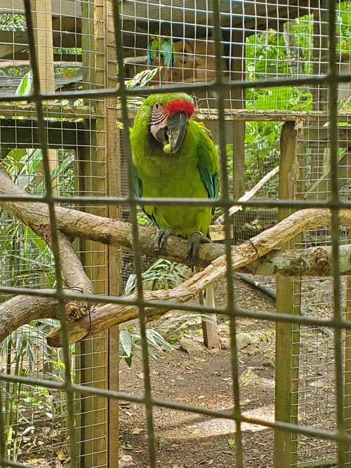 Macaw Mountain, Copán Ruinas, Honduras, August 12, 2024