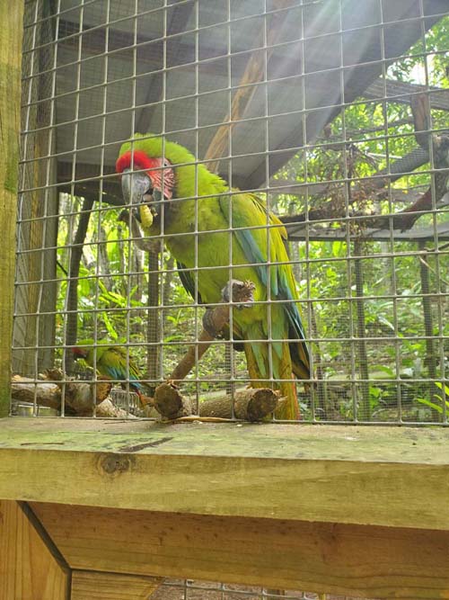 Macaw Mountain, Copán Ruinas, Honduras, August 12, 2024