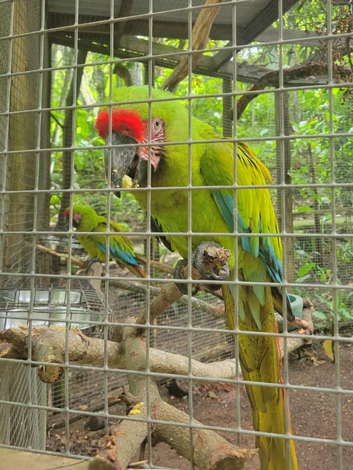 Macaw Mountain, Copán Ruinas, Honduras, August 12, 2024