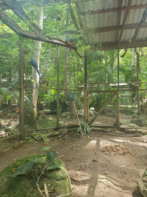 Macaw Mountain, Copán Ruinas, Honduras, August 12, 2024