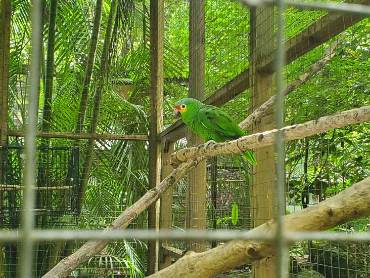 Macaw Mountain, Copán Ruinas, Honduras, August 12, 2024