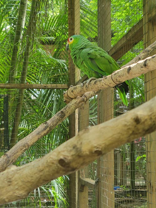 Macaw Mountain, Copán Ruinas, Honduras, August 12, 2024