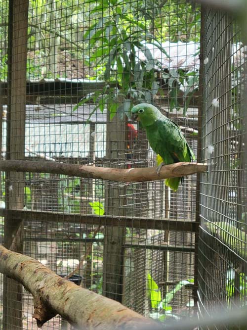 Macaw Mountain, Copán Ruinas, Honduras, August 12, 2024