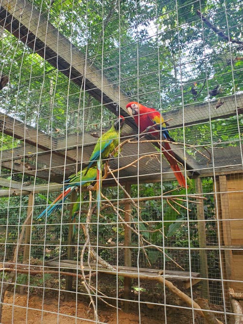 Macaw Mountain, Copán Ruinas, Honduras, August 12, 2024