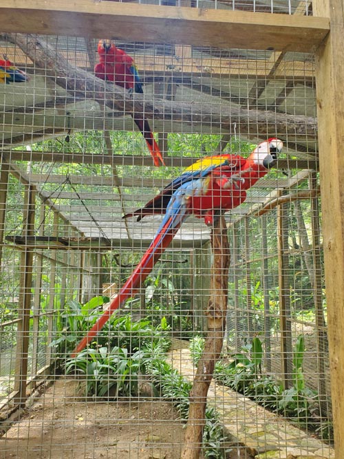 Macaw Mountain, Copán Ruinas, Honduras, August 12, 2024