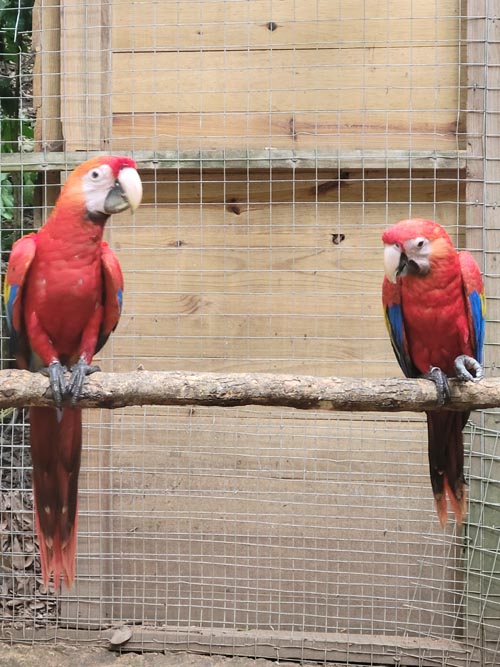 Macaw Mountain, Copán Ruinas, Honduras, August 12, 2024