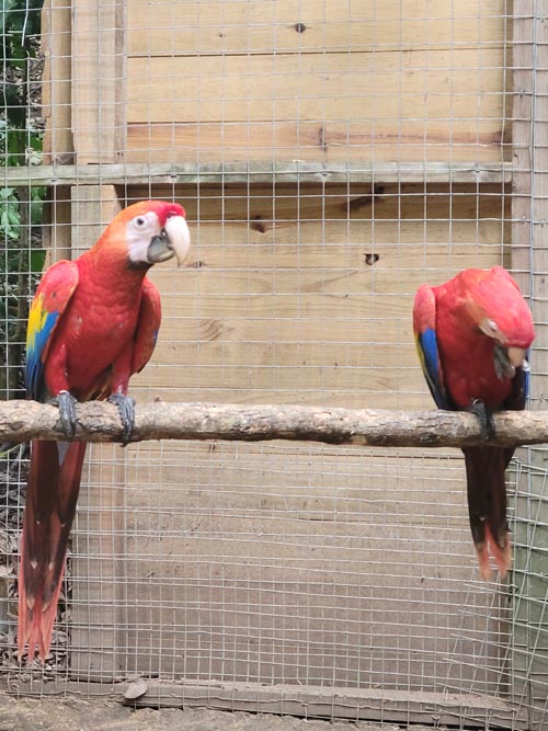 Macaw Mountain, Copán Ruinas, Honduras, August 12, 2024