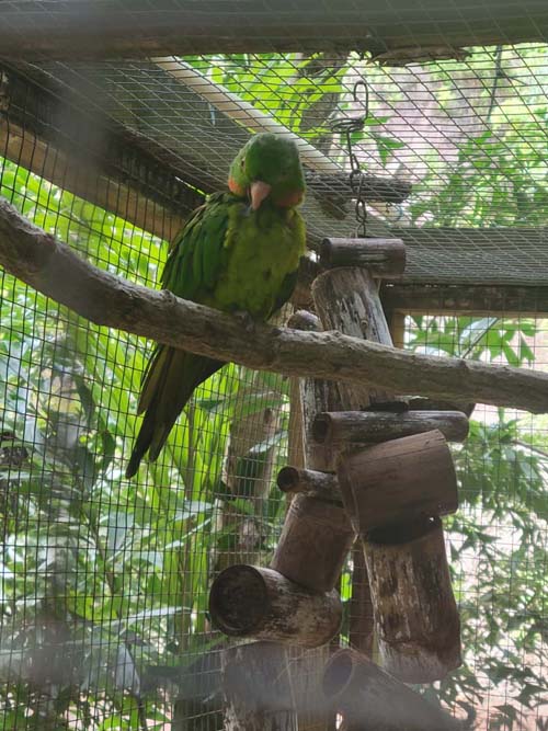 Macaw Mountain, Copán Ruinas, Honduras, August 12, 2024