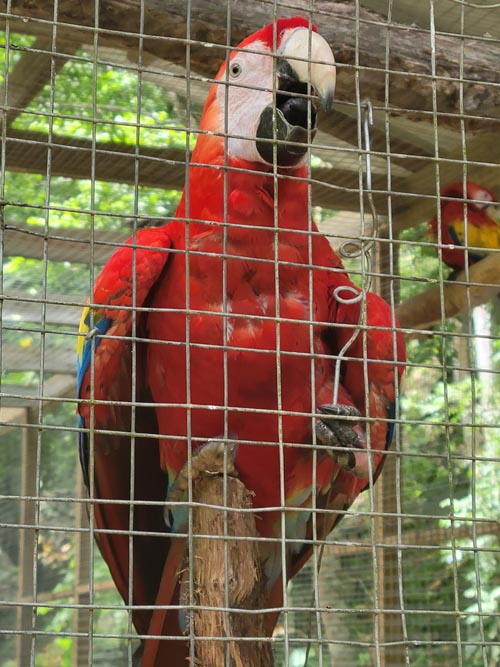 Macaw Mountain, Copán Ruinas, Honduras, August 12, 2024