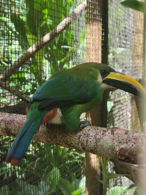 Macaw Mountain, Copán Ruinas, Honduras, August 12, 2024