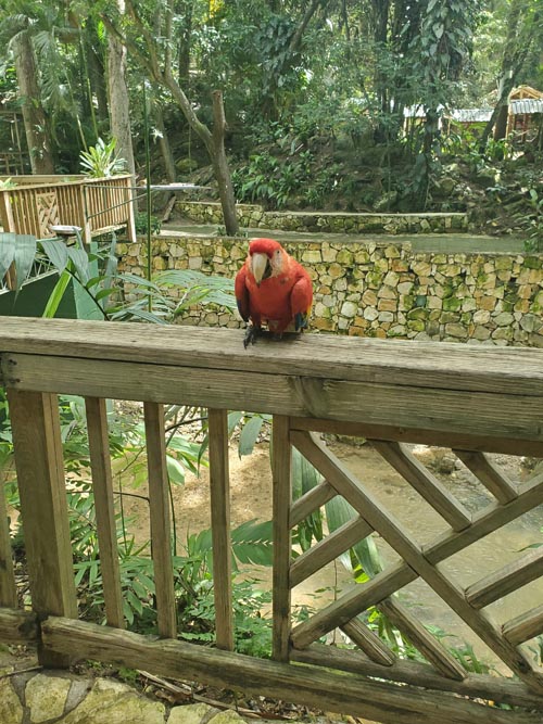 Macaw Mountain, Copán Ruinas, Honduras, August 12, 2024