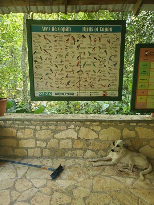 Birds of Copán Interpretive Sign, Macaw Mountain, Copán Ruinas, Honduras, August 12, 2024