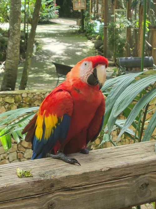 Macaw Mountain, Copán Ruinas, Honduras, August 12, 2024