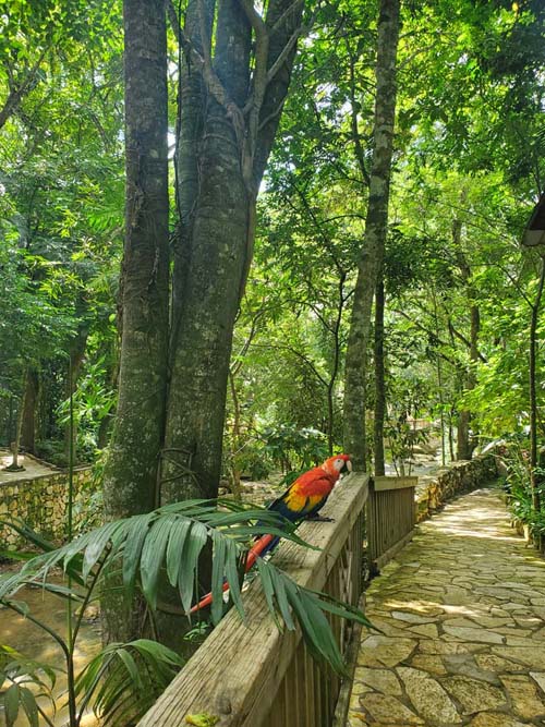 Macaw Mountain, Copán Ruinas, Honduras, August 12, 2024