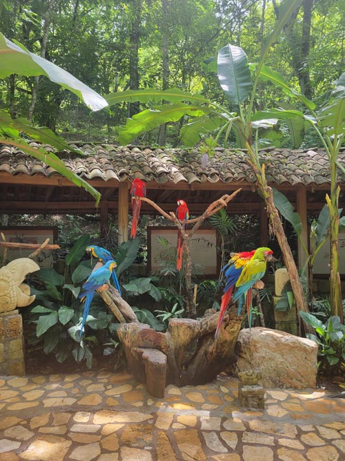 Macaw Mountain, Copán Ruinas, Honduras, August 12, 2024