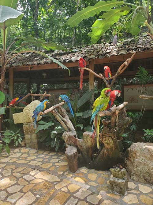 Macaw Mountain, Copán Ruinas, Honduras, August 12, 2024