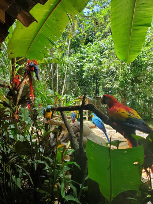 Macaw Mountain, Copán Ruinas, Honduras, August 12, 2024