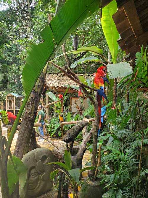 Macaw Mountain, Copán Ruinas, Honduras, August 12, 2024