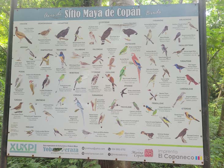 Birds of Copán Interpretive Sign, Copán, Copán Ruinas, Honduras, August 12, 2024