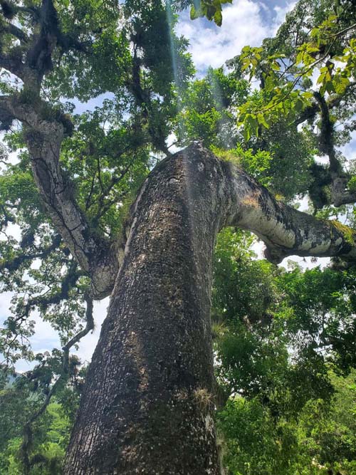 Tree, Acropolis, Copán, Copán Ruinas, Honduras, August 12, 2024