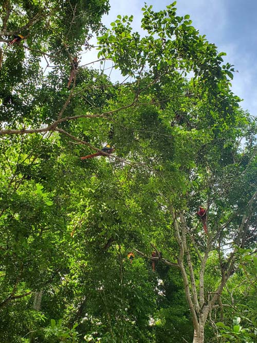 Macaws, Copán, Copán Ruinas, Honduras, August 12, 2024