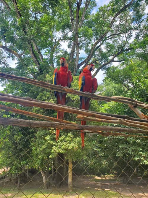 Macaws, Copán, Copán Ruinas, Honduras, August 12, 2024