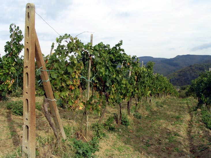 Vines, Batistini Farm (Fattoria Batistini), San Martino al Vento, Chianti, Italy